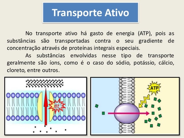 Transporte através da membrana