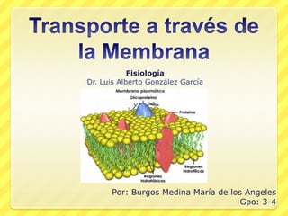 Transporte a través de la Membrana Fisiología Dr. Luis Alberto González García Por: Burgos Medina María de los Angeles Gpo: 3-4 