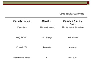 Otros canales catiónicos
Característica Canal K+
Canales Na++ y
Ca++
Estructura Homotetrámero Monómero (4 dominios)
Regula...