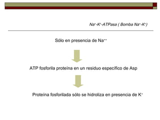 ATP fosforila proteína en un residuo específico de Asp
Sólo en presencia de Na++
Proteína fosforilada sólo se hidroliza en...