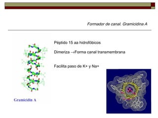 Formador de canal. Gramicidina A
Péptido 15 aa hidrofóbicos
Dimeriza →Forma canal transmembrana
Facilita paso de K+ y Na+
 