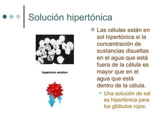 Solución hipertónica Las células están en sol hipertónica si la concentración de sustancias disueltas en el agua que está fuera de la célula es mayor que en el agua que está dentro de la célula. Una solución de sal es hipertónica para los glóbulos rojos. 