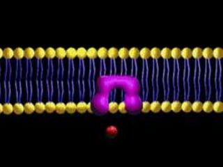Difusão FacilitadaOcorre quando devido ao tamanho da molécula, ela não consegue atravessar sozinha a membrana, sendo então, transportada por uma proteína transportadora que se localiza em alguma membrana biológica.As substâncias normalmente transportadas são a glicose e grande parte dos aminoácidos