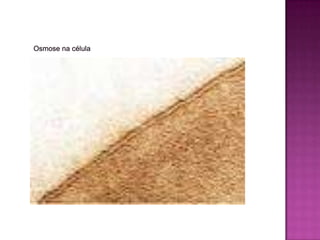 OsmoseA osmose é o transporte de solvente - do meio de maior concentração para o de menor concentração sem gasto de energia.