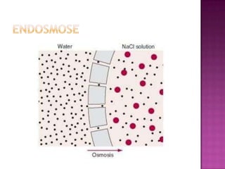 EndosmoseAo contrario da exosmose na endosmose o meio interior possui uma concentração maior que o exterior, fazendo assim com que a corrente de água seja do exterior para o interior.