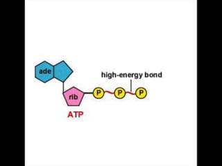 ATPO ATP armazena energia para atividades realizadas pelas células.ATP + água  ADP + P(fosfato inorgânico) + ENERGIAADP = adenosina difosfato