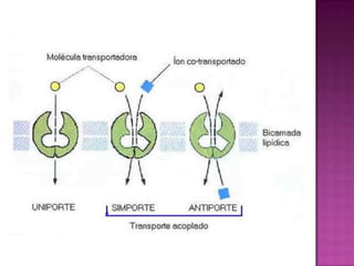 Transporte acoplado (ativo indireto)No transporte ativo indireto, as moléculas movem-se para dentro ou para fora da célula, em conjugação com um íon que lhe fornece energia, por isso este tipo de transporte é do tipo acoplado ou cotransporte.