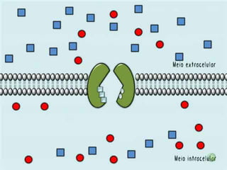Encontramos concentrações diferentes, dentro e fora da célula, para o sódio e o potássio. A proteína participante desse tipo de transporte ativo recebe o nome de bomba de sódio e potássio. Todo este mecanismo de transporte ativo que mantém tais distribuições iônicas é de suma importância para a transmissão do impulso nervoso.
