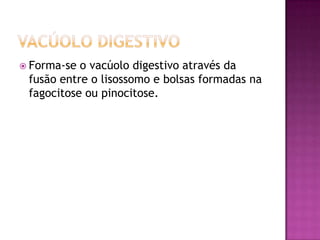 pinocitosePinocitose é o englobamento e disgestão de partículas ( LÍQUIDAS ), é um sistema de alimentação celular complementar a fagocitose.Ex.: Como os pequenos vasos sanguíneos obtêm sua nutrição. 