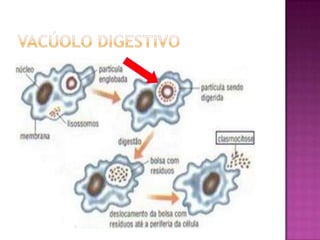 Vacúolo digestivoForma-se o vacúolo digestivo através da fusão entre o lisossomo e bolsas formadas na fagocitose ou pinocitose.
