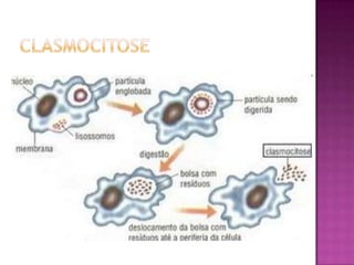 ClasmocitoseClasmocitose é o processo de eliminação de resíduos provenientes da digestão intracelular realizado pelas células. É uma exocitose. 