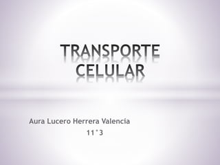 Aura Lucero Herrera Valencia
11°3
 