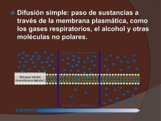  Difusión simple: paso de sustancias a
través de la membrana plasmática, como
los gases respiratorios, el alcohol y otras
moléculas no polares.
 