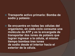  Transporte activo primario: Bomba de
sodio y potasio:
 Se encuentra en todas las células del
organismo, en cada ciclo consume una
molécula de ATP y es la encargada de
transportar dos iones de potasio que
logran ingresar a la célula, al mismo
tiempo bombea tres iones
de sodio desde el interior hacia el
exterior de la célula.
 