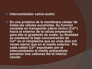  Intercambiador calcio-sodio:
 Es una proteína de la membrana celular de
todas las células eucariotas. Su función
consiste en transportar calcio iónico (Ca2+)
hacia el exterior de la célula empleando
para ello el gradiente de sodio; su finalidad
es mantener la baja concentración de
Ca2+ en el citoplasma que es unas diez mil
veces menor que en el medio externo. Por
cada catión Ca2+ expulsado por el
intercambiador al medio extracelular
penetran tres cationes Na+al interior
celular.
 