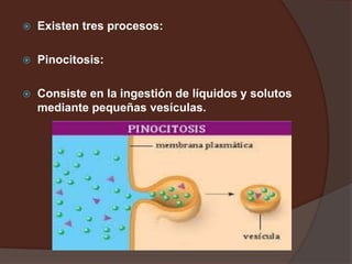  Existen tres procesos:
 Pinocitosis:
 Consiste en la ingestión de líquidos y solutos
mediante pequeñas vesículas.
 