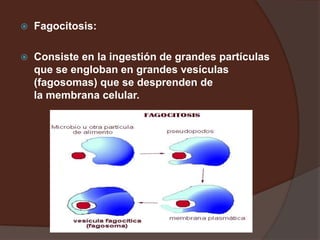  Fagocitosis:
 Consiste en la ingestión de grandes partículas
que se engloban en grandes vesículas
(fagosomas) que se desprenden de
la membrana celular.
 