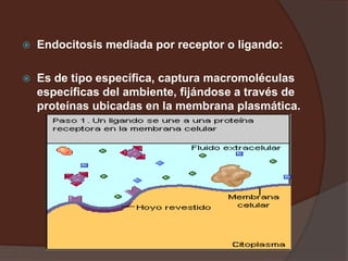  Endocitosis mediada por receptor o ligando:
 Es de tipo específica, captura macromoléculas
específicas del ambiente, fijándose a través de
proteínas ubicadas en la membrana plasmática.
 