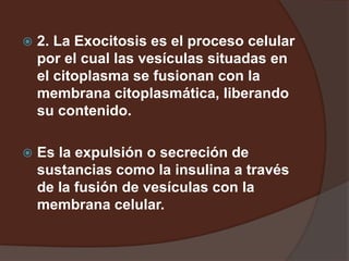  2. La Exocitosis es el proceso celular
por el cual las vesículas situadas en
el citoplasma se fusionan con la
membrana citoplasmática, liberando
su contenido.
 Es la expulsión o secreción de
sustancias como la insulina a través
de la fusión de vesículas con la
membrana celular.
 