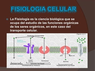  La Fisiología es la ciencia biológica que se
ocupa del estudio de las funciones orgánicas
de los seres orgánicos, en este caso del
transporte celular.
 