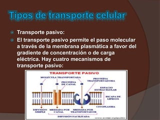  Transporte pasivo:
 El transporte pasivo permite el paso molecular
a través de la membrana plasmática a favor del
gradiente de concentración o de carga
eléctrica. Hay cuatro mecanismos de
transporte pasivo:
 