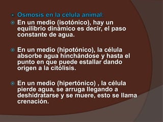  En un medio (isotónico), hay un
equilibrio dinámico es decir, el paso
constante de agua.
 En un medio (hipotónico), la célula
absorbe agua hinchándose y hasta el
punto en que puede estallar dando
origen a la citólisis.
 En un medio (hipertónico) , la célula
pierde agua, se arruga llegando a
deshidratarse y se muere, esto se llama
crenación.
 