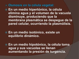 En un medio hipertónico, la célula
elimina agua y el volumen de la vacuola
disminuye, produciendo que la
membrana plasmática se despegue de la
pared celular, ocurriendo la plasmólisis.
 En un medio isotónico, existe un
equilibrio dinámico.
 En un medio hipotónico, la célula toma
agua y sus vacuolas se llenan
aumentando la presión de turgencia.
 