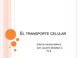 EL TRANSPORTE CELULAR
EVELYN YALENA MIRA B.
EDY JULIETH SUAREZ O.
11-3
 