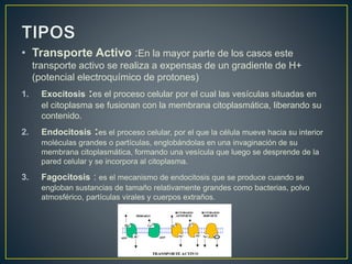 • Transporte Activo :En la mayor parte de los casos este
transporte activo se realiza a expensas de un gradiente de H+
(potencial electroquímico de protones)
1. Exocitosis :es el proceso celular por el cual las vesículas situadas en
el citoplasma se fusionan con la membrana citoplasmática, liberando su
contenido.
2. Endocitosis :es el proceso celular, por el que la célula mueve hacia su interior
moléculas grandes o partículas, englobándolas en una invaginación de su
membrana citoplasmática, formando una vesícula que luego se desprende de la
pared celular y se incorpora al citoplasma.
3. Fagocitosis : es el mecanismo de endocitosis que se produce cuando se
engloban sustancias de tamaño relativamente grandes como bacterias, polvo
atmosférico, partículas virales y cuerpos extraños.
 