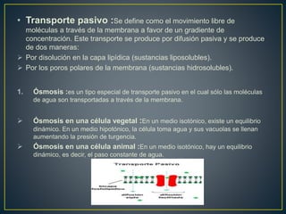• Transporte pasivo :Se define como el movimiento libre de
moléculas a través de la membrana a favor de un gradiente de
concentración. Este transporte se produce por difusión pasiva y se produce
de dos maneras:
 Por disolución en la capa lipídica (sustancias liposolubles).
 Por los poros polares de la membrana (sustancias hidrosolubles).
1. Ósmosis :es un tipo especial de transporte pasivo en el cual sólo las moléculas
de agua son transportadas a través de la membrana.
 Ósmosis en una célula vegetal :En un medio isotónico, existe un equilibrio
dinámico. En un medio hipotónico, la célula toma agua y sus vacuolas se llenan
aumentando la presión de turgencia.
 Ósmosis en una célula animal :En un medio isotónico, hay un equilibrio
dinámico, es decir, el paso constante de agua.
 