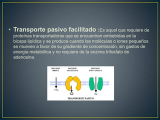 • Transporte pasivo facilitado :Es aquel que requiere de
proteínas transportadoras que se encuentran embebidas en la
bicapa lipídica y se produce cuando las moléculas o iones pequeños
se mueven a favor de su gradiente de concentración, sin gastos de
energía metabólica y no requiere de la enzima trifosfato de
adenosina.
 