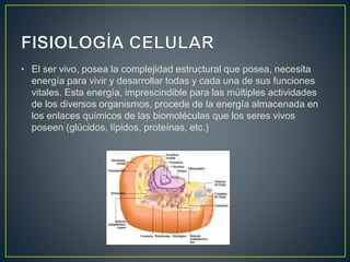 • El ser vivo, posea la complejidad estructural que posea, necesita
energía para vivir y desarrollar todas y cada una de sus funciones
vitales. Esta energía, imprescindible para las múltiples actividades
de los diversos organismos, procede de la energía almacenada en
los enlaces químicos de las biomoléculas que los seres vivos
poseen (glúcidos, lípidos, proteínas, etc.)
 