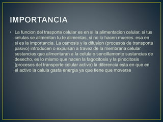 • La funcion del trasporte celular es en si la alimentacion celular, si tus
celulas se alimentan tu te alimentas, si no lo hacen mueres. esa en
si es la importancia. La osmosis y la difusion (procesos de transporte
pasivo) introducen o expulsan a travez de la membrana celular
sustancias que alimentaran a la celula o sencillamente sustancias de
desecho, es lo mismo que hacen la fagocitosis y la pinocitosis
(procesos del transporte celular activo) la diferencia esta en que en
el activo la celula gasta energia ya que tiene que moverse
 