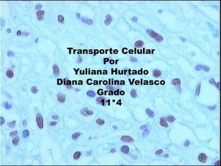 Transporte Celular
Por
Yuliana Hurtado
Diana Carolina Velasco
Grado
11*4
 