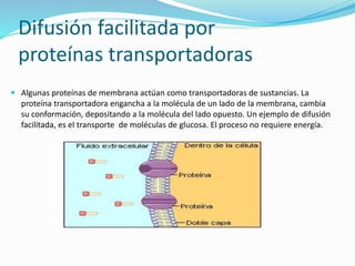 Difusión facilitada por
proteínas transportadoras
 Algunas proteínas de membrana actúan como transportadoras de sustancias. La
proteína transportadora engancha a la molécula de un lado de la membrana, cambia
su conformación, depositando a la molécula del lado opuesto. Un ejemplo de difusión
facilitada, es el transporte de moléculas de glucosa. El proceso no requiere energía.
 