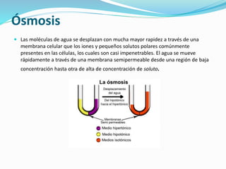 Ósmosis
 Las moléculas de agua se desplazan con mucha mayor rapidez a través de una
membrana celular que los iones y pequeños solutos polares comúnmente
presentes en las células, los cuales son casi impenetrables. El agua se mueve
rápidamente a través de una membrana semipermeable desde una región de baja
concentración hasta otra de alta de concentración de soluto.
 