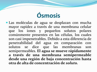 Ósmosis
 Las moléculas de agua se desplazan con mucha
mayor rapidez a través de una membrana celular
que los iones y pequeños solutos polares
comúnmente presentes en las células, los cuales
son casi impenetrables. Debido a esta diferencia de
penetrabilidad del agua en comparación con
solutos se dice que las membranas son
semipermeables. El agua se mueve rápidamente
a través de una membrana semipermeable
desde una región de baja concentración hasta
otra de alta de concentración de soluto.
 