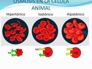 OSMOSIS EN LA CÉLULA
ANIMAL
 