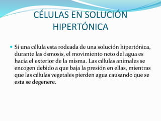 CÉLULAS EN SOLUCIÓN
HIPERTÓNICA
 Si una célula esta rodeada de una solución hipertónica,
durante las ósmosis, el movimiento neto del agua es
hacia el exterior de la misma. Las células animales se
encogen debido a que baja la presión en ellas, mientras
que las células vegetales pierden agua causando que se
esta se degenere.
 