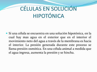 CÉLULAS EN SOLUCIÓN
HIPOTÓNICA
 Si una célula se encuentra en una solución hipotónica, en la
cual hay mas agua en el exterior que en el interior el
movimiento neto del agua a través de la membrana es hacia
el interior. La presión generada durante este proceso se
llama presión osmótica. En una célula animal a medida que
el agua ingresa, aumenta la presión y se hincha.
 