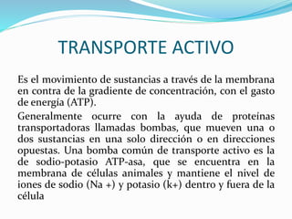 TRANSPORTE ACTIVO
Es el movimiento de sustancias a través de la membrana
en contra de la gradiente de concentración, con el gasto
de energía (ATP).
Generalmente ocurre con la ayuda de proteínas
transportadoras llamadas bombas, que mueven una o
dos sustancias en una solo dirección o en direcciones
opuestas. Una bomba común de transporte activo es la
de sodio-potasio ATP-asa, que se encuentra en la
membrana de células animales y mantiene el nivel de
iones de sodio (Na +) y potasio (k+) dentro y fuera de la
célula
 