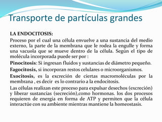 Transporte de partículas grandes
LA ENDOCITOSIS:
Proceso por el cual una célula envuelve a una sustancia del medio
externo, la parte de la membrana que le rodea la engulle y forma
una vacuola que se mueve dentro de la célula. Según el tipo de
molécula incorporada puede ser por :
Pinocitosis: Si ingresan fluidos y sustancias de diámetro pequeño.
Fagocitosis, si incorporan restos celulares o microorganismos.
Exocitosis, es la excreción de ciertas macromoléculas por la
membrana , es decir es lo contrario a la endocitosis.
Las células realizan este proceso para expulsar desechos (excreción)
y liberar sustancias (secreción),como hormonas. los dos procesos
requieren de energia en forma de ATP y permiten que la célula
interactúe con su ambiente mientras mantiene la homeostasis.
 