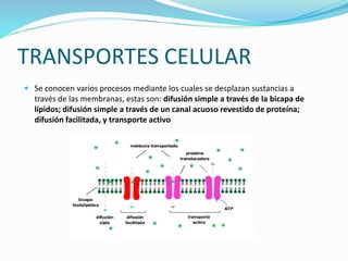 TRANSPORTES CELULAR
 Se conocen varios procesos mediante los cuales se desplazan sustancias a
través de las membranas, estas son: difusión simple a través de la bicapa de
lípidos; difusión simple a través de un canal acuoso revestido de proteína;
difusión facilitada, y transporte activo
 