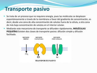 Transporte pasivo
 Se trata de un proceso que no requiere energía, pues las moléculas se desplazan
espontáneamente a través de la membrana a favor del gradiente de concentración, es
decir, desde una zona de alta concentración de solutos fuera de la célula, a otra zona
de más baja concentración de solutos en el interior celular.
 Mediante este mecanismo de transporte se difunden rápidamente, MOLÉCULAS
PEQUEÑAS Existen dos clases de transporte pasivo: difusión simple y difusión
facilitada.
 