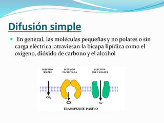 Difusión simple
 En general, las moléculas pequeñas y no polares o sin
carga eléctrica, atraviesan la bicapa lipídica como el
oxígeno, dióxido de carbono y el alcohol
 