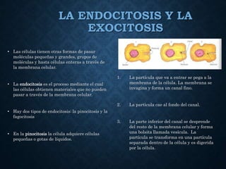 LA ENDOCITOSIS Y LA
EXOCITOSIS
• Las células tienen otras formas de pasar
moléculas pequeñas y grandes, grupos de
moléculas y hasta células enteras a través de
la membrana celular.
• La endocitosis es el proceso mediante el cual
las células obtienen materiales que no pueden
pasar a través de la membrana celular.
• Hay dos tipos de endocitosis: la pinocitosis y la
fagocitosis
• En la pinocitosis la célula adquiere células
pequeñas o gotas de líquidos.
1. La partícula que va a entrar se pega a la
membrana de la célula. La membrana se
invagina y forma un canal fino.
2. La partícula cae al fondo del canal.
3. La parte inferior del canal se desprende
del resto de la membrana celular y forma
una bolsita llamada vesícula. La
partícula se transforma en una partícula
separada dentro de la célula y es digerida
por la célula.
 