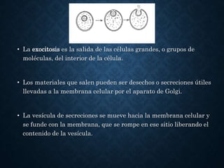 • La exocitosis es la salida de las células grandes, o grupos de
moléculas, del interior de la célula.
• Los materiales que salen pueden ser desechos o secreciones útiles
llevadas a la membrana celular por el aparato de Golgi.
• La vesícula de secreciones se mueve hacia la membrana celular y
se funde con la membrana, que se rompe en ese sitio liberando el
contenido de la vesícula.
 