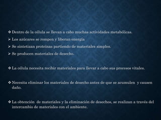  Dentro de la célula se llevan a cabo muchas actividades metabólicas.
 Los azúcares se rompen y liberan energía
 Se sintetizan proteínas partiendo de materiales simples.
 Se producen materiales de desecho.
 La célula necesita recibir materiales para llevar a cabo sus procesos vitales.
 Necesita eliminar los materiales de desecho antes de que se acumulen y causen
daño.
 La obtención de materiales y la eliminación de desechos, se realizan a través del
intercambio de materiales con el ambiente.
 