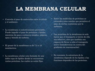LA MEMBRANA CELULAR
• Entre las moléculas de proteínas se
extienden unos canales que permiten el
paso de ciertas sustancias por la
mebrana.
• Las proteínas de la membrana no solo
hacen que el transporte a través de ella
sea selectivo, sino que también son
capaces de llevar a cabo el transporte
activo (transferencia en contra del
gradiente de concentración).
• En resumen, la estructura de la
membrana depende de los lípidos y las
funciones dependen de las proteínas.
• Controla el paso de materiales entre la célula
y el ambiente.
• La membrana es selectivamente permeable.
Puede impedir el paso de proteínas y lípidos,
mientras da paso a azúcares simples, oxígeno,
agua y bióxido de carbono.
• El grosor de la membrana es de 7.5 a 10
nanómetros.
• La membrana celular esta formada de una
doble capa de lípidos donde se encuentran
varias proteínas, las cuales no están fijas.
 