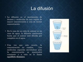 • La difusión es el movimiento de
átomos y moléculas de una región de
mayor concentración a una de menor
concentración.
• En le caso de un cubo de azúcar en un
vaso de agua, la difusión continuará
hasta que el azúcar esté diluida por
completo en el agua.
• Una vez que esto ocurre, la
concentración no cambia. Las
moléculas seguirán moviéndose pero
la concentración se mantendrá
constante y a esto se le llama
equilibrio dinámico.
La difusión
 